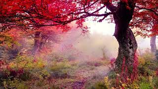 Calming Flute Sounds & Piano Meditation Music For Relaxation and Wellness