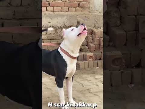 Mera Scar Ko Kn Hra Sakta h comments M MSG Kro??????#shorts #short #viral #trending #youtubeshorts