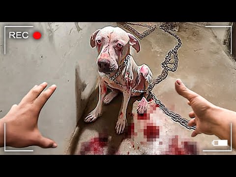 When GOOD Cops Save Pets From Evil Owners