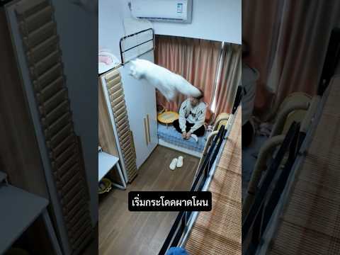 ทำทุกอย่างให้แมวปลอดภัย…แต่น้องเลือกที่จะเสี่ยง! #ทาสแมว