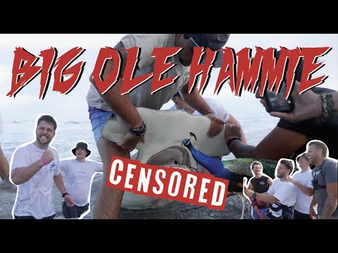 BIG OLE HAMMIE | LISHARKMAN