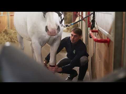 The Elegance & Power of Lipizzan Horses – Training & Care at Lipica Stud Farm