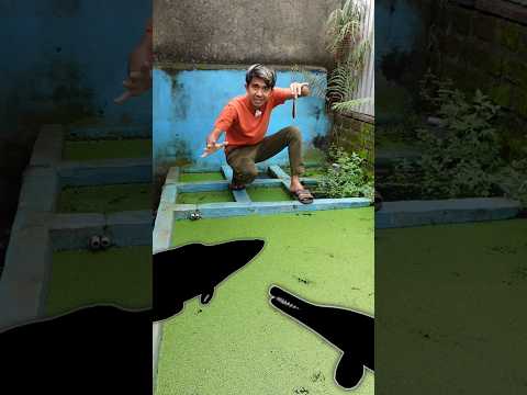 KETIKA TOMAN JADI MAKANAN IKAN MONSTER DI KOLAM
