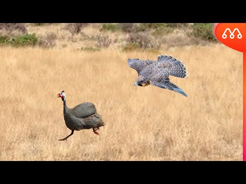 QUANDO O FALCÃO ATACA A GALINHA DA ANGOLA