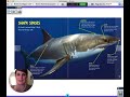 Shark Biology and Reading Strategies