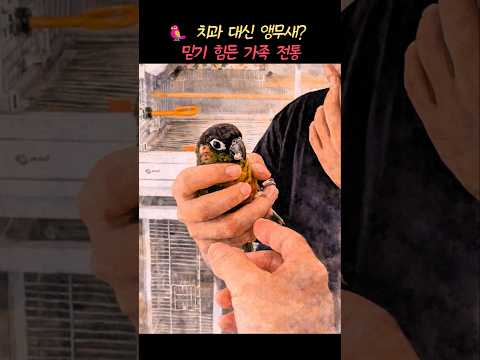 이가 흔들리면 앵무새가 온다 🦷🦜 세상에 이런 가족 전통