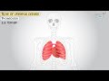 Understanding the Human Skeletal System
