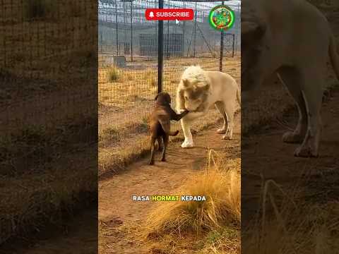 Singa Albino Yang Sangat Menghormati Induk Anjingnya 🦁❤️🐶