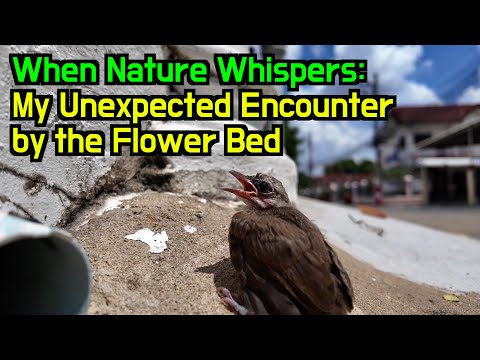 I Became a Mother of a Baby Sparrow: A Moment of Wild Beauty in Rural Thailand