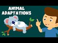 Exploring Animal Adaptations for Survival