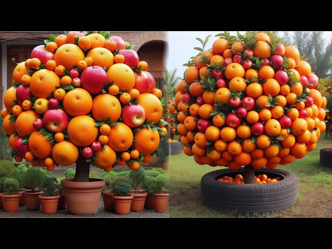 Harvesting Oranges AND Apples from ONE Tree - How??