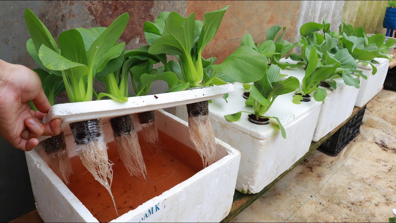 Growing Hydroponic Vegetable Garden at Home - Easy for Beginners