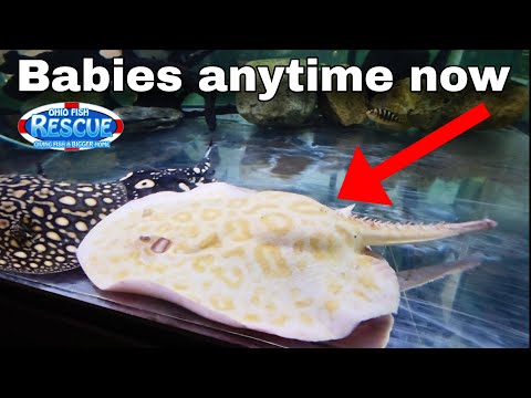 NEW BABIES ?? OUR ALBINO BLACK DIAMOND RAY IS READY TO BURST.
