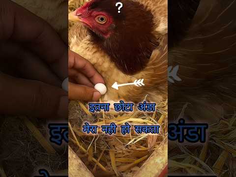 मुर्गी भी रह गया हैरान — ये अंडा आखिर है क्या?”