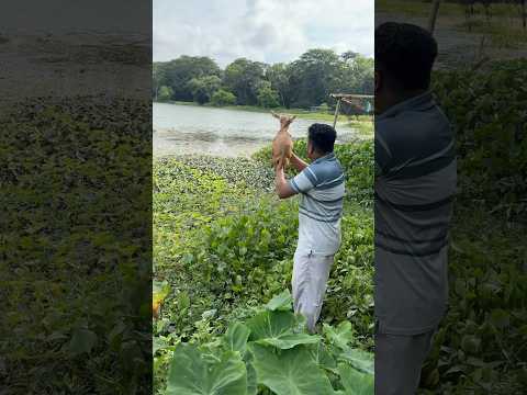 ছাগল দিয়ে ধলা পাহাড়কে ডাকতেছে #viralvideo #mehedihasantopu #crocodile #hunter