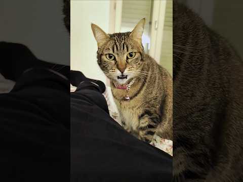 Funniest kitten moments 😂 Funny cats and dogs videos 😺🐶 part 145