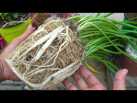 Roots Bound Ho Gai to Kya Hua | Hamare Pass Chura Hai Na | Kitchen Gardening