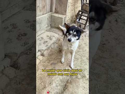 This Dog Guards the Door She Can No Longer Enter #animals #Friendship #Us #dog