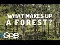 Exploring Georgia's Forests