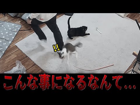 【事故】ねこを踏んでしまった。。。