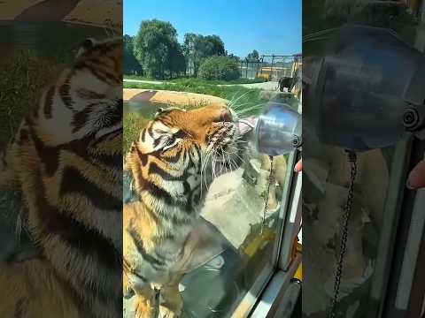🐅 Face to Face with a Tiger! 😱 | Unforgettable Safari Encounter