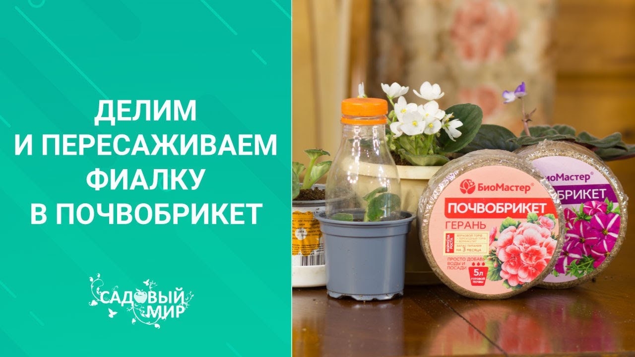 Делим и пересаживаем фиалку в почвобрикет. Когда можно пересаживать комнатные цветы