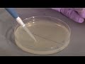 Bacterial Cell Transformation and Plating Quiz