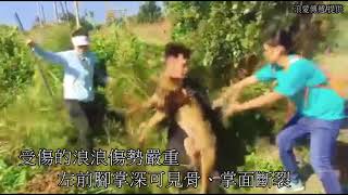 新竹水資源公園 驚傳犬隻遭獸夾夾傷