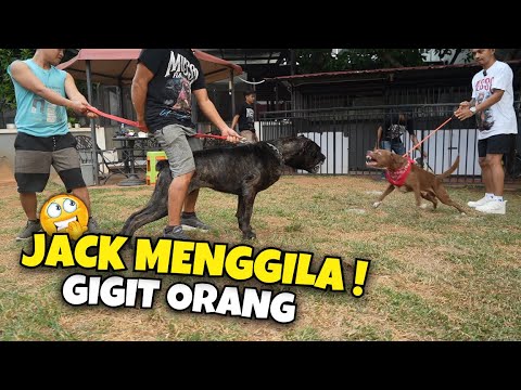 CANE CORSO VS KING FLOKI ‼️ ANJING PENJAGA DARI ROMAWI