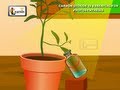 Photosynthesis Experiment Concepts