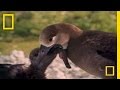 Albatross and Their Flight Challenges