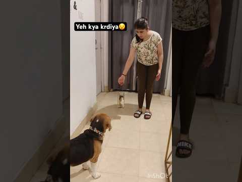 Karma will definitely hit u back😱#short #explore #funny #viral #beagle #explore #video