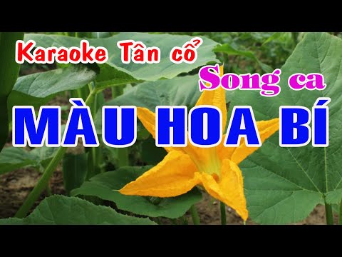 Karaoke tân cổ MÀU HOA BÍ – SONG CA