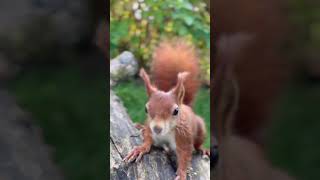 Red Squirrel interested in camera 🤭