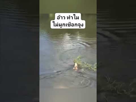 จรเข้