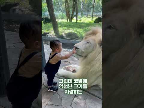 태어나 처음 엄청 큰 사자를 본 아기의 놀라운 반응 #shorts