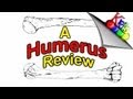 Anatomy of the Humerus