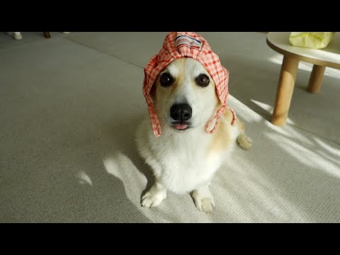 배가 불러와서 힘들어하는 임산부를 본 강아지 반응..🤍