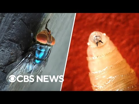 YouTube video thumbnail: First Human Screwworm Case Detected in U.S. as Texas Ranchers Express Concerns About Livestock