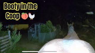 Horse on Door: Morning Antics Caught on Chicken Coop Cam || WooGlobe
