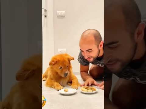 Pet friendly dog part 20#shorts #funnyshorts #trendingshorts