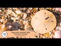 National Seashell Day Activities and Facts