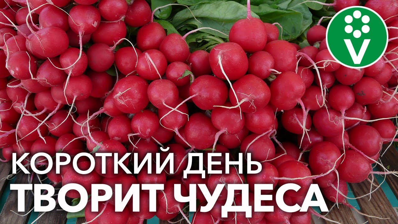 Это важно знать каждому огороднику! Управляйте световым днем и получайте овощи в любую пору года
