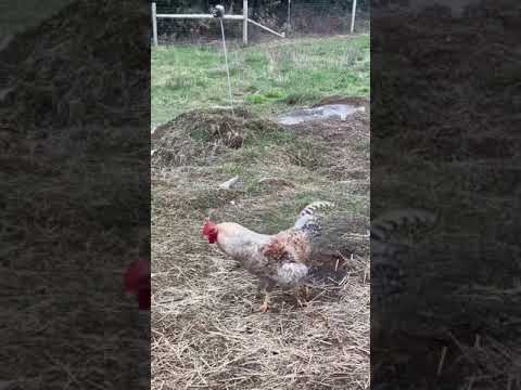 Guard Dog Eats with Chickens #shorts