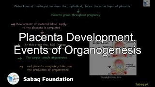 Placenta Development, Events of Organogenesis
