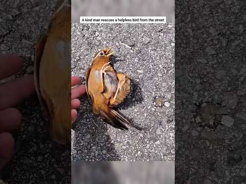 A kind man rescues a helpless bird from the street #babybird #birdrescue