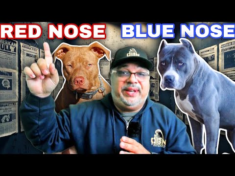 Red Nose Pitbull vs Blue Nose PitBull Debate | Why These Dogs Changed History FOREVER!!