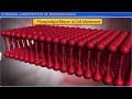 Biomolecules and Their Functions