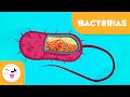 Cuestionario sobre Bacterias