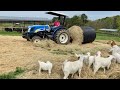 Teaching Animal Unit Overview